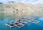 La nueva posibilidad exportadora que se gesta en el río Limay y promete «la mejor trucha del mundo»