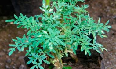 La planta medicinal que ayuda a combatir la fiebre y los dolores de cabeza pero debe consumirse con precaución