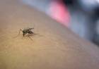Dengue en Argentina: registran 79 muertos y más de 120 mil casos