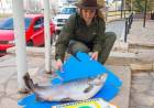  Guardafaunas decomisaron una trucha de 10 kilos en Mari Menuco