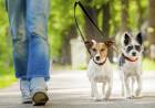 Una ordenanza regula el paseo de mascotas en espacios públicos de Plaza Huincul