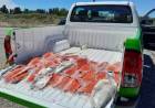 Secuestran más de 70 truchas en operativos de control