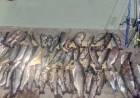 Pesca furtiva: decomisan 77 truchas a pescadores ilegales