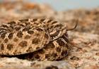 Serpientes en Río Negro y Neuquén: hay cinco especies venenosas, cómo actuar ante una mordedura