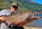 Salmón Chinook avanza en Patagonia y amenaza a truchas