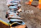Decomisan 32 truchas por infracciones de pesca 