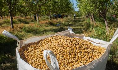 Productores de almendras estrenan la cosecha mecanizada de forma conjunta