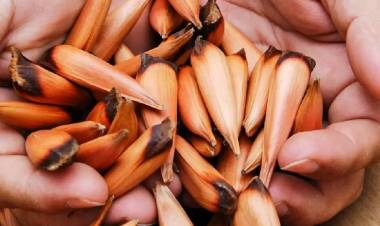 Temporada de recolección de piñones 2024