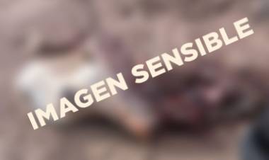 ABIGEATO SIN CONTROL