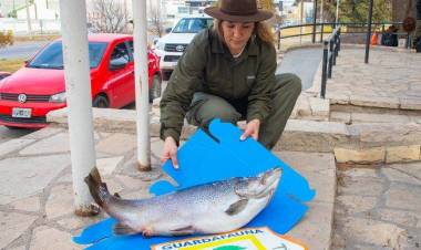  Guardafaunas decomisaron una trucha de 10 kilos en Mari Menuco