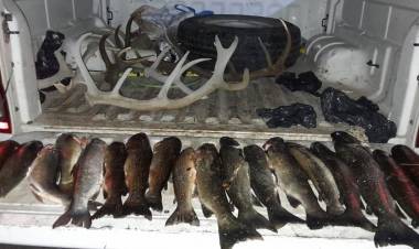 Fauna incautó truchas y astas de ciervo en la Región del Limay Medio