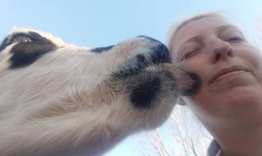 Vacas vivas en Vaca Muerta