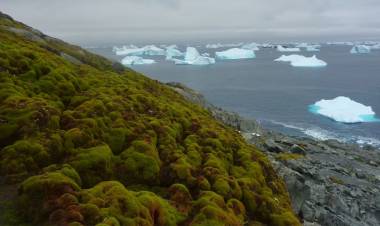 Alerta ambiental: la Antártida se está volviendo "verde" por el calentamiento global