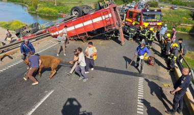 Un camión con vacas volcó en San Pedro y los vecinos las faenaron
