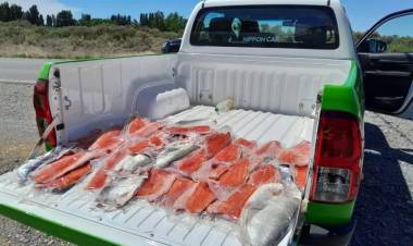 Secuestran más de 70 truchas en operativos de control