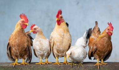 El Gobierno Nacional autorizó una nueva vacuna biotecnológica para sanidad avícola.