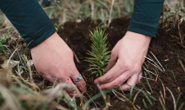CAVIAHUE: Restaurando la Naturaleza: El Papel de los Voluntarios en la Recuperación de los Bosques de Araucarias