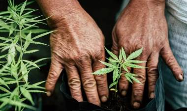 El negocio del cannabis quedó formalmente oficializado en la Argentina de Javier Milei