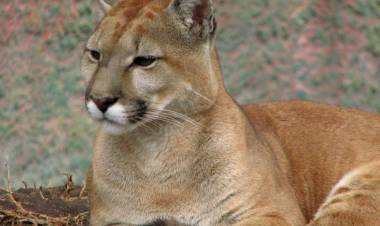 Histórico: Santa Cruz prohíbe la caza de pumas y zorros