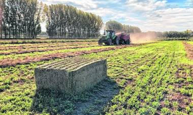 NEUQUEN La Patagonia Norte presenta la “EXPO ALFA”: Un evento para potenciar la producción de alfalfa