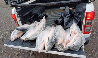 Recomiendan no consumir pescado de dudosa procedencia