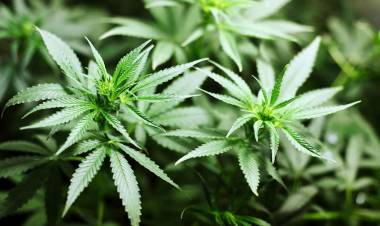 El gobierno advirtió un uso "abusivo" del cannabis medicinal y cambió las reglas para acceder: los nuevos requisitos