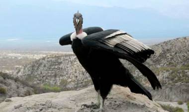 Se realizó el segundo censo simultáneo del Cóndor Andino