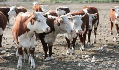 Agilizan trámite para traslado de animales, boletos de yerra y señalada