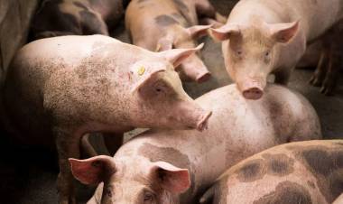 Qué es la triquinosis: síntomas, causas y tratamiento