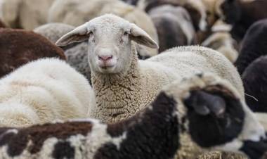 Chile suspendió las importaciones de carne de la Patagonia y enciende las alarmas en la industria frigorífica