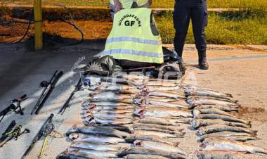 Secuestran 67 salmónidos en infracción a la ley de caza y pesca 