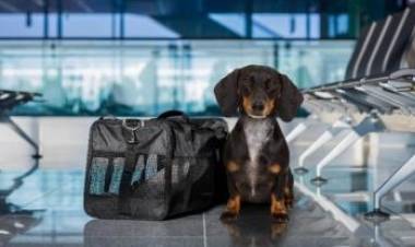 Habilitan el traslado de mascotas en micros y trenes de larga distancia