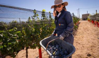 Comenzó La Vendimia En La Bodega Municipal De Cutral Co 