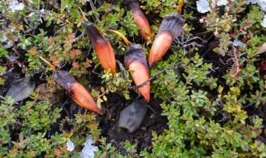 Este sábado 7 comienza la temporada de recolección de piñones