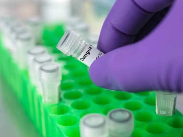 Brote histórico de dengue en Argentina: ya son 106 los muertos y se registran más de 151 mil casos