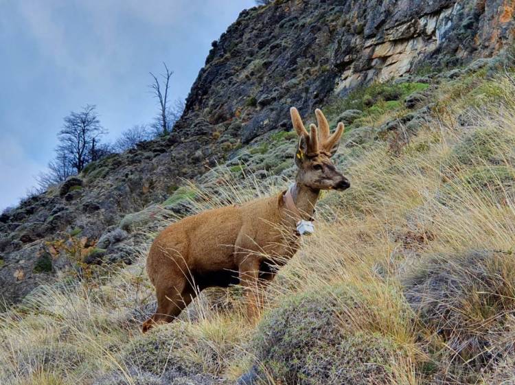 El Parque Nacional Lanín presenta el Proyecto Huemul