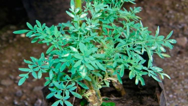 La planta medicinal que ayuda a combatir la fiebre y los dolores de cabeza pero debe consumirse con precaución