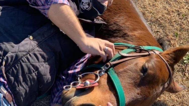 ZAPALA II Jornadas Nacionales de Equinoterapia: Una Oportunidad para el Desarrollo Integral