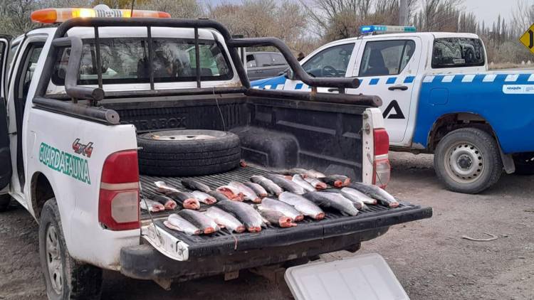 Fauna infraccionó a pescadores e incautó 30 truchas