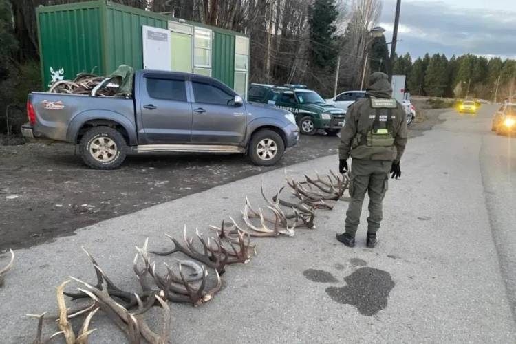 Secuestran gran cantidad de Astas de Ciervo Colorado