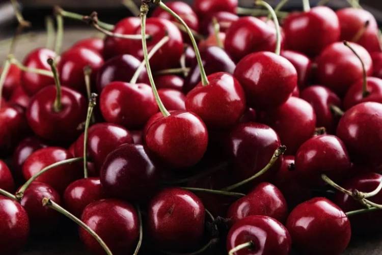 Argentina: exportaciones de cerezas lograrán un nuevo récord