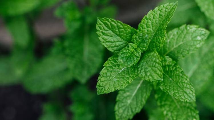 La planta aromática fácil de cultivar en casa que ayuda a repeler mosquitos