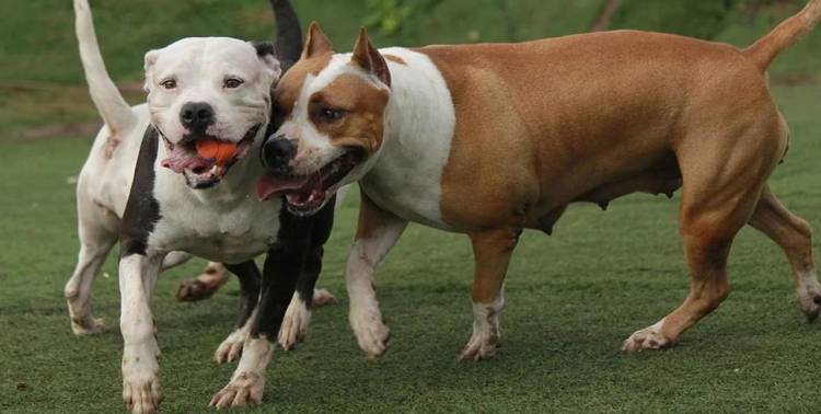 Dos hermanos fueron atacados por una jauría de pitbulls en Neuquén