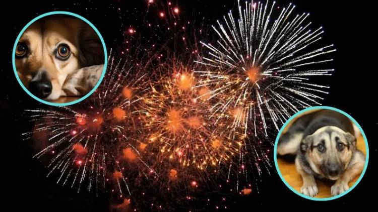 Cuáles son los consejos desconocidos para cuidar a tu mascota en navidad y año nuevo