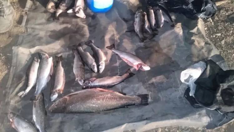 Decomisaron truchas y apagaron más de 60 fogones en zonas no permitidas