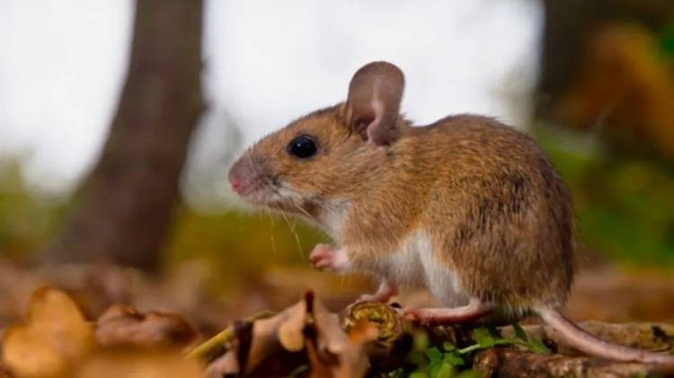 Refuerzan medidas de prevención en Bariloche tras la muerte de una mujer por hantavirus