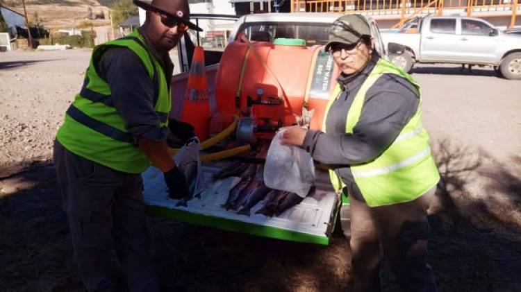 NORTE NEUQUINO Decomisaron 22 truchas arco iris