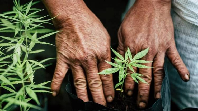 El negocio del cannabis quedó formalmente oficializado en la Argentina de Javier Milei