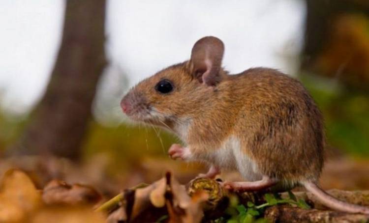 Acciones para la prevención del Hantavirus