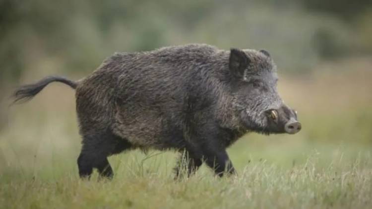 Los jabalíes invaden Llao Llao en Bariloche: qué debemos hacer si encontramos un animal